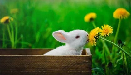 【圆桌】四大球星去向何方？米切尔必然加盟尼克斯？